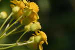 Small's ragwort